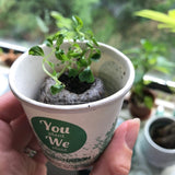 Happy Holidays Tree Gift Pack, We Plant 30 Trees-1