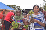 Happy Holidays Tree Gift Pack, We Plant 30 Trees-3